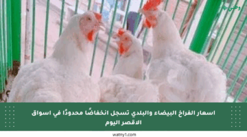 أسعار الفراخ البيضاء والبلدي تسجل انخفاضًا محدودًا في أسواق الأقصر اليوم